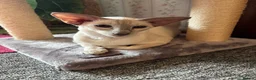 Oriental cats for sale: ✨Gorgeous Oriental Shorthair Kittens  - Advert 3
