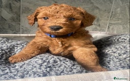 Cavapoo dogs for sale: Stunning Health Tested F1BB Cavapoo’s 🧬 - Image 31