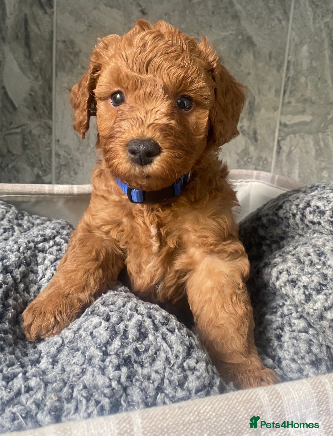 Cavapoo dogs for sale: Stunning Health Tested F1BB Cavapoo’s 🧬 - Image 31