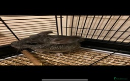 Chinchilla rodents for sale: Gorgeous and very cute and cuddly Chinchillas - Image 5