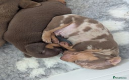 Miniature Dachshund dogs for sale: Beautiful mixture of chocolate and cream mini's - Image 9