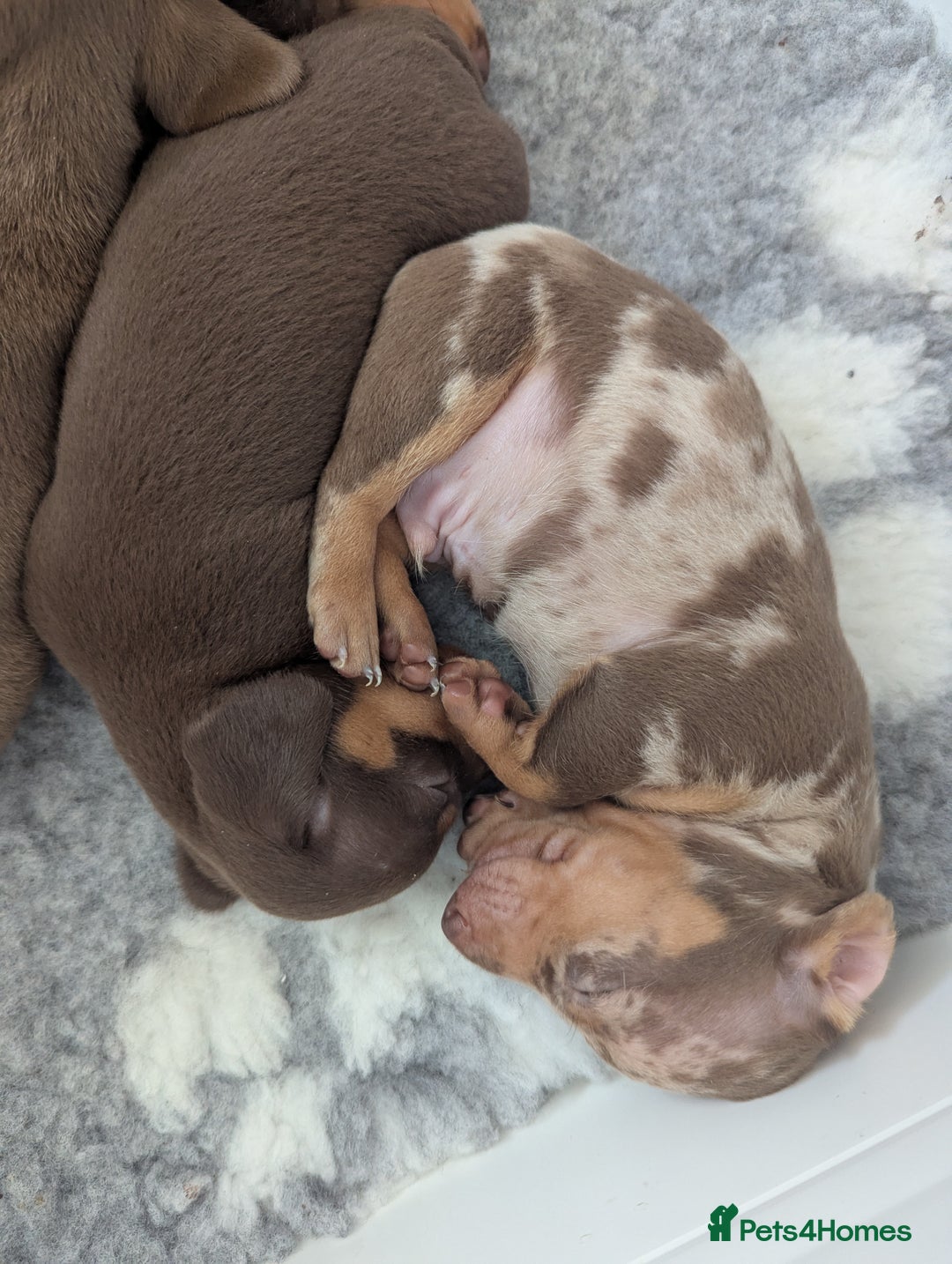 Miniature Dachshund dogs for sale: Beautiful mixture of chocolate and cream mini's - Image 9