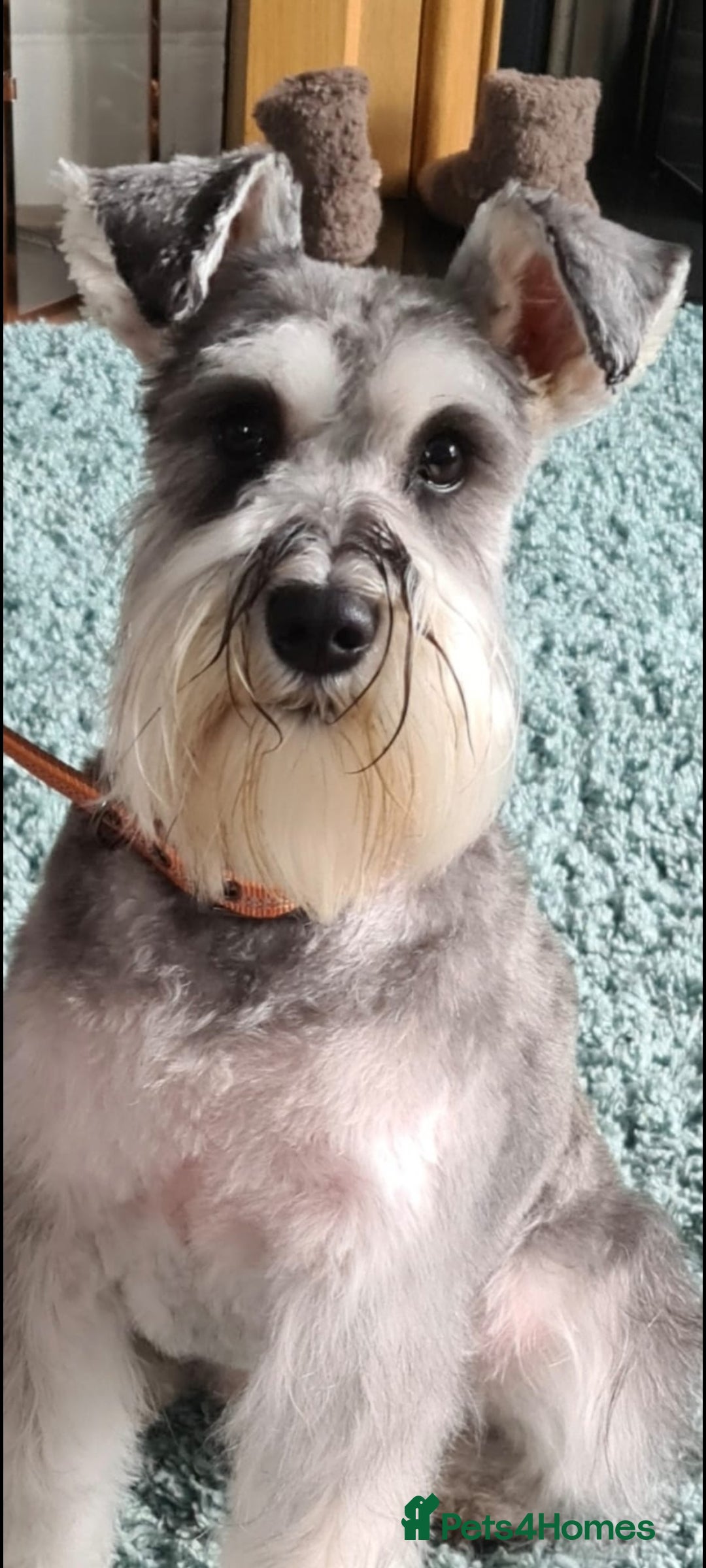 Miniature Schnauzer dogs Miniature schnauzer pups for sale - Advert 8