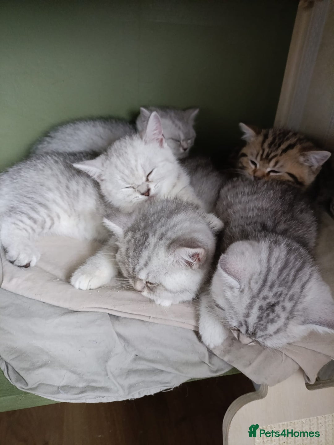 British Shorthair cats for sale: Beautiful  British Shorthair kittens  - Advert 28