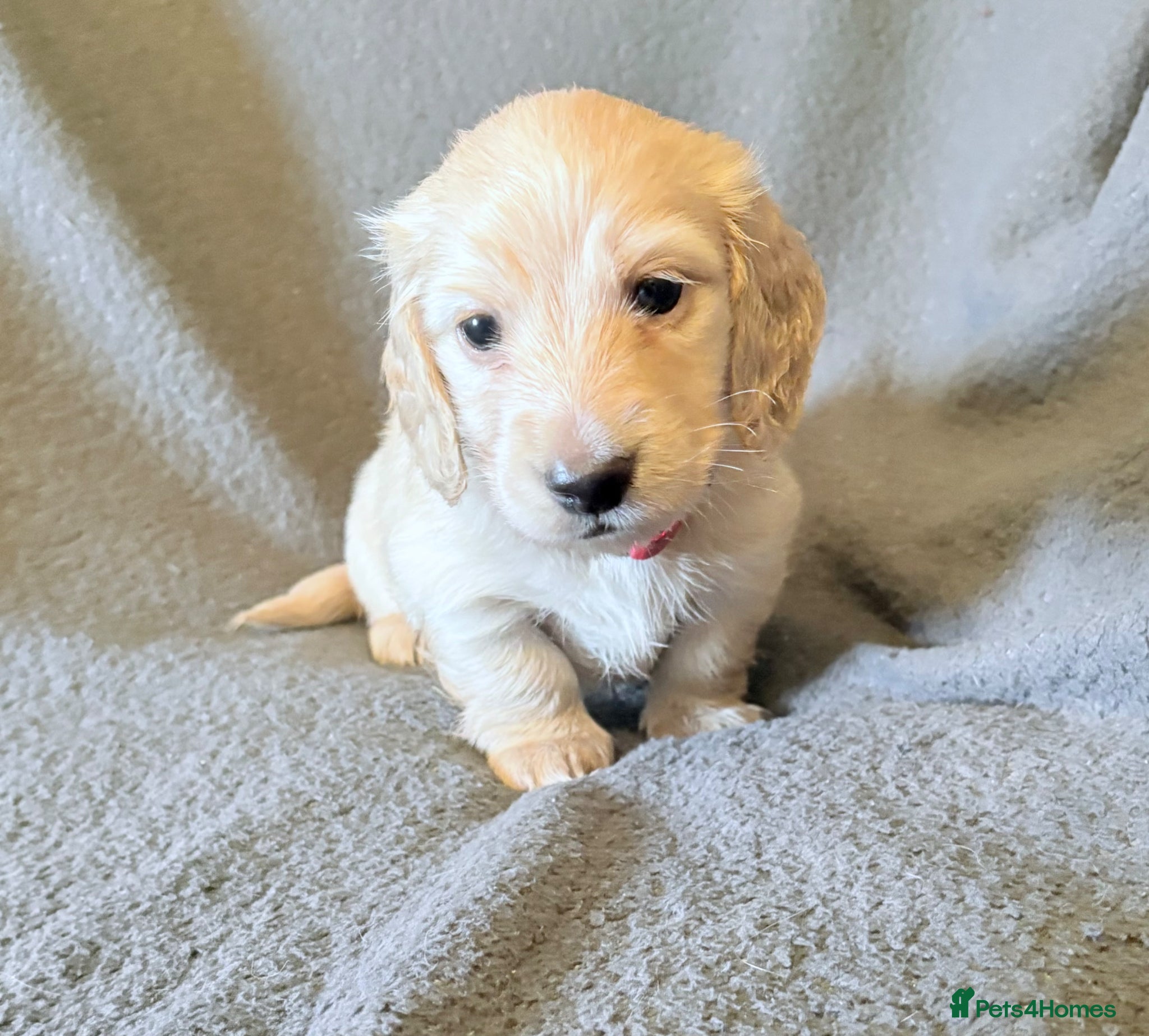 Miniature Dachshund dogs Long haired cream miniature dachshund puppies - Advert 4