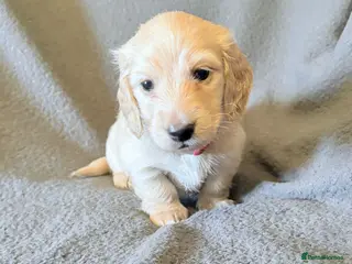 Miniature Dachshund dogs Long haired cream miniature dachshund puppies - Advert 4
