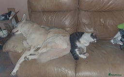 German Shepherd dogs for stud: STUD - German Shepheard X husky  - Image 5