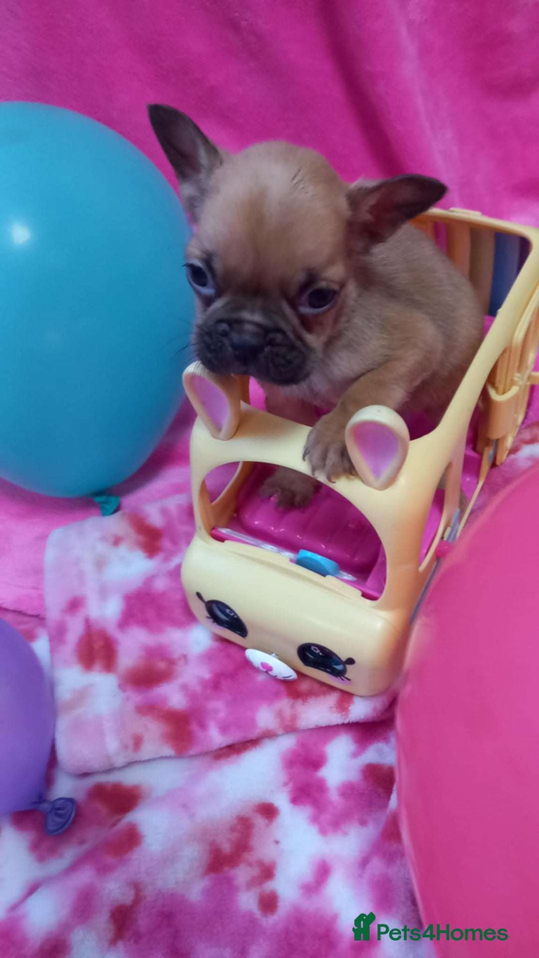 French Bulldog dogs for sale:   HIGH DNA FOR THE LOW ££ BR frenchie boys - Advert 1