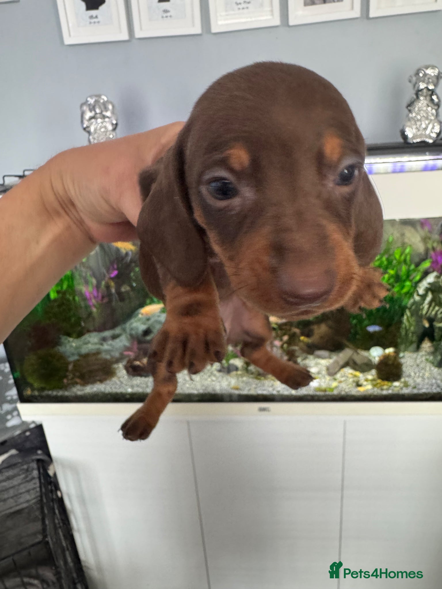 Miniature Dachshund dogs for sale: Mini dachshund  in Brighton - Advert 6