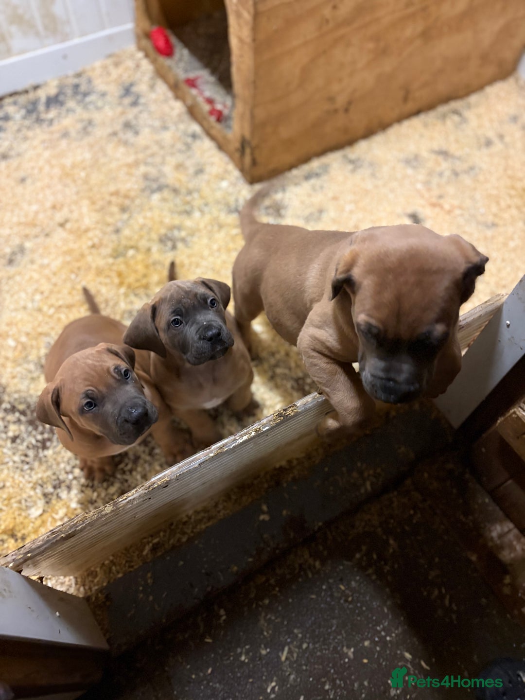 Boerboel dogs for sale: QUALITY NABBR REGISTERED PUPS!  - Advert 28
