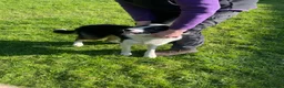 Border Collie dogs for sale: 1 year old Border Collies - Advert 6