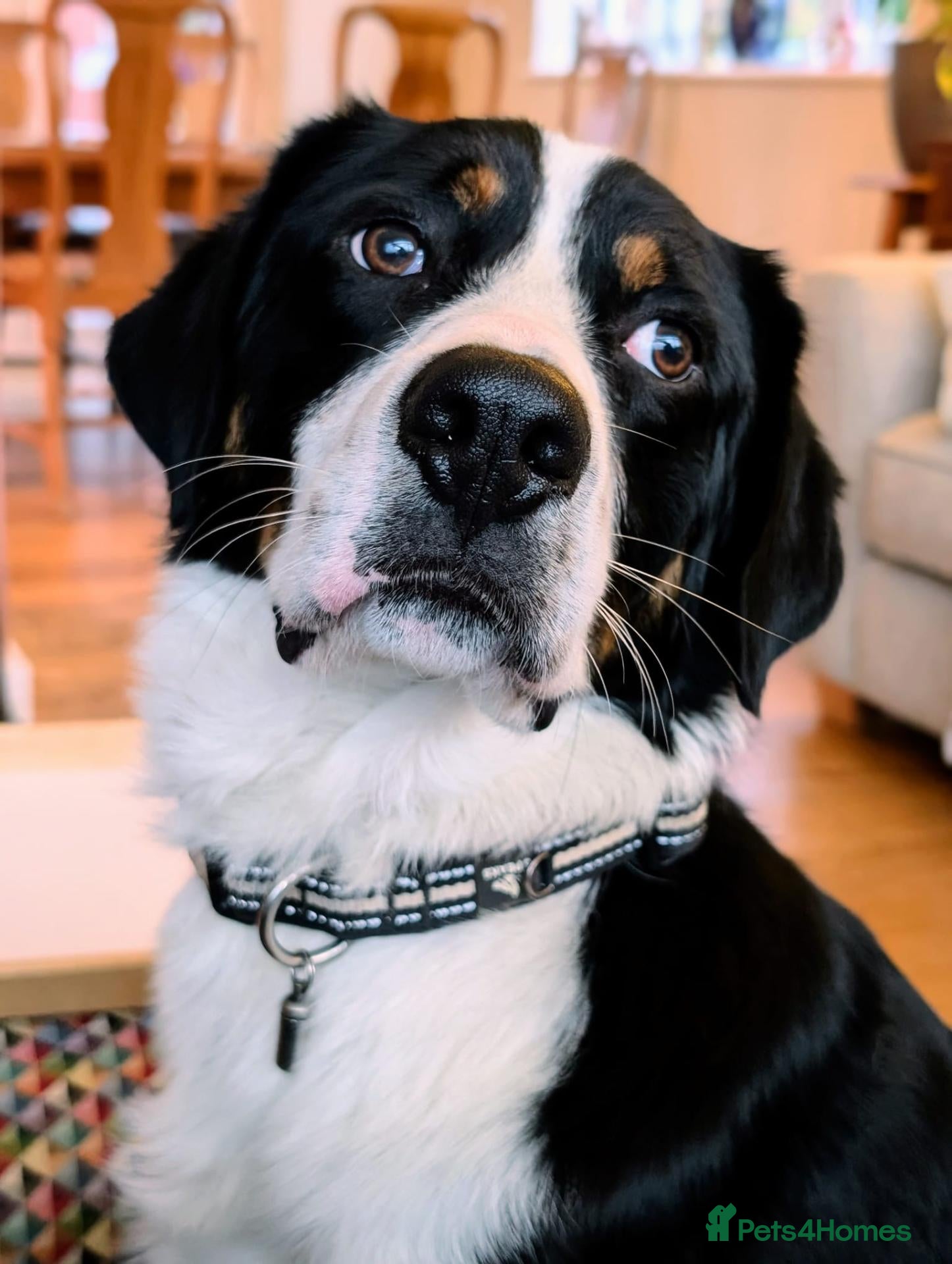 Mixed Breed dogs The Ultimate Sweet & Gentle Companion - Advert 17