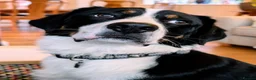 Mixed Breed dogs for sale: The Ultimate Sweet & Gentle Companion in Corsham - Advert 1