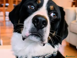 Mixed Breed dogs The Ultimate Sweet & Gentle Companion - Advert 3