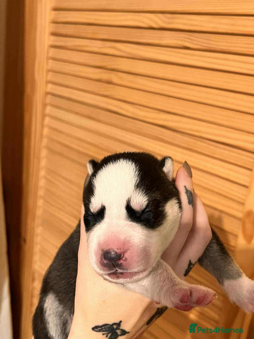 Siberian Husky dogs for sale: Siberian Husky Puppies - Advert 3