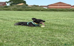 Mixed Breed dogs for sale: Pug mix poodle  - Image 10