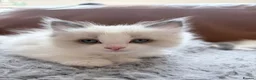 Ragdoll cats for sale: Adorable little Ragdolls  - Advert 23