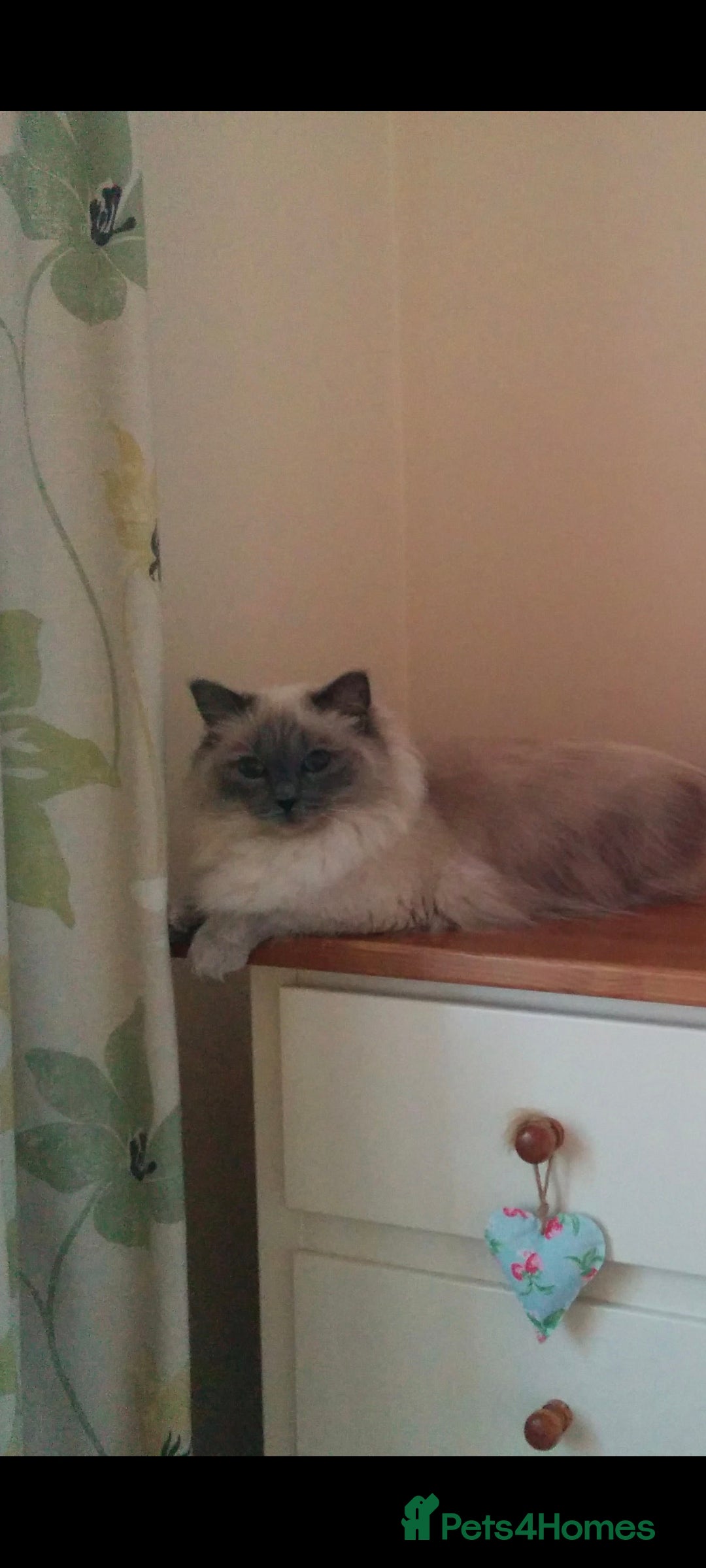 Ragdoll cats for sale: Ragdoll 9 years old - Image 2