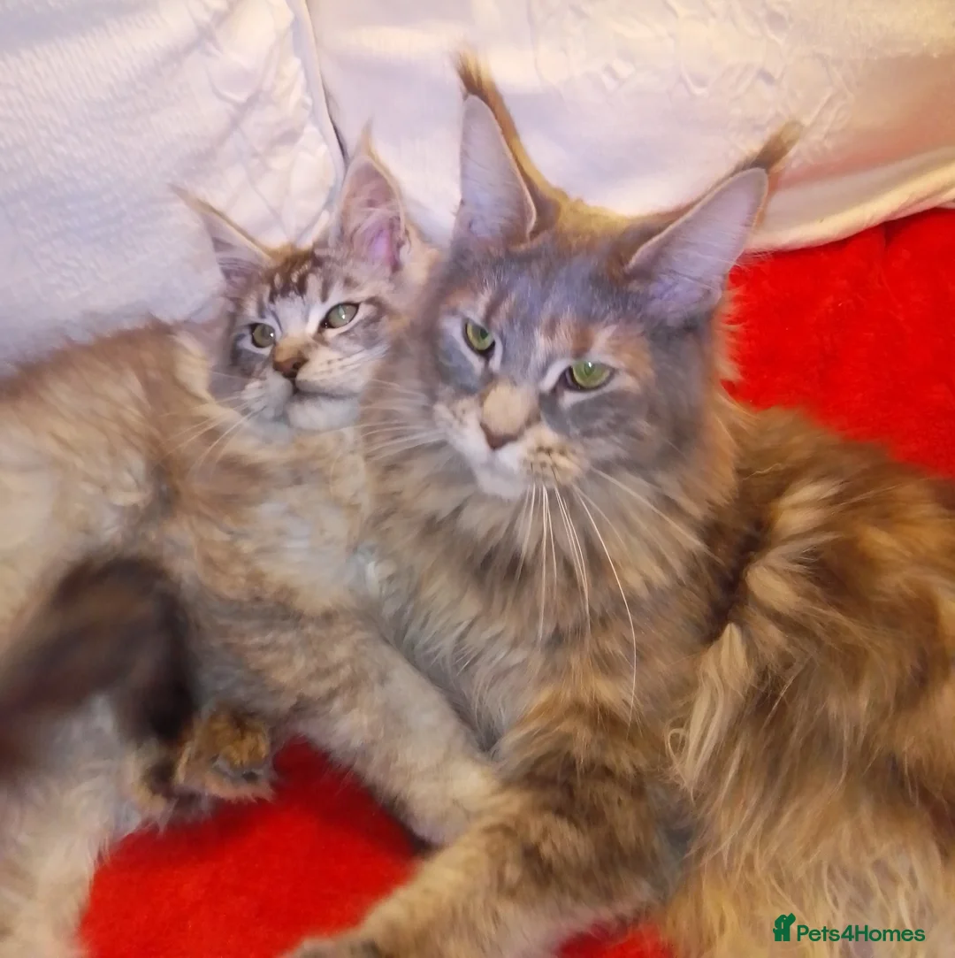 Maine Coon cats for sale: POLYDACTYL large TICA boy - collect S.WALES/SURREY - Advert 17
