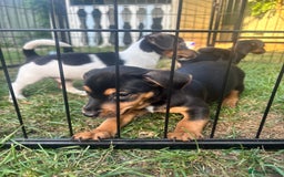Jack Russell dogs for sale: 2 Outstanding Girl Jack Russell’s.  - Image 4