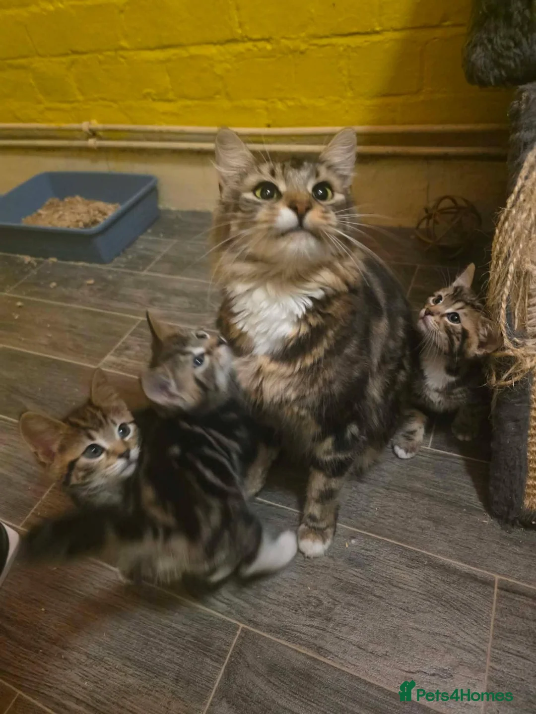 Mixed Breed cats for sale: lovely kittens  - Advert 2