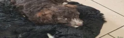 Cockapoo dogs for sale: Three beautiful cockapoo boys - Advert 6