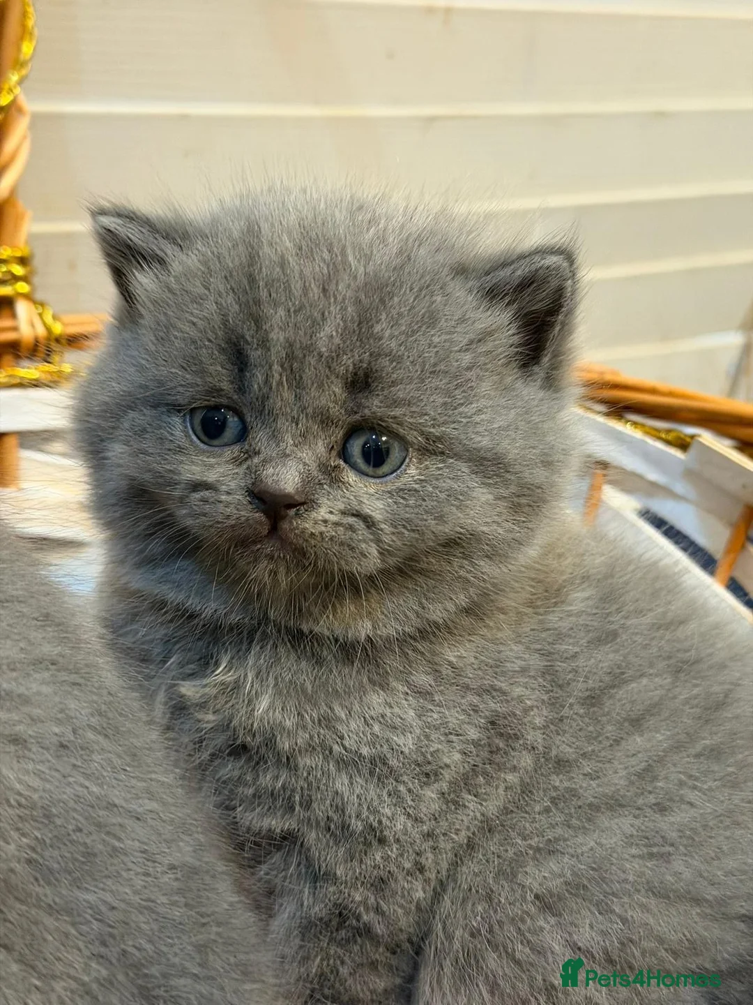 British Shorthair cats for sale: British short har kittens  in Birmingham - Advert 2