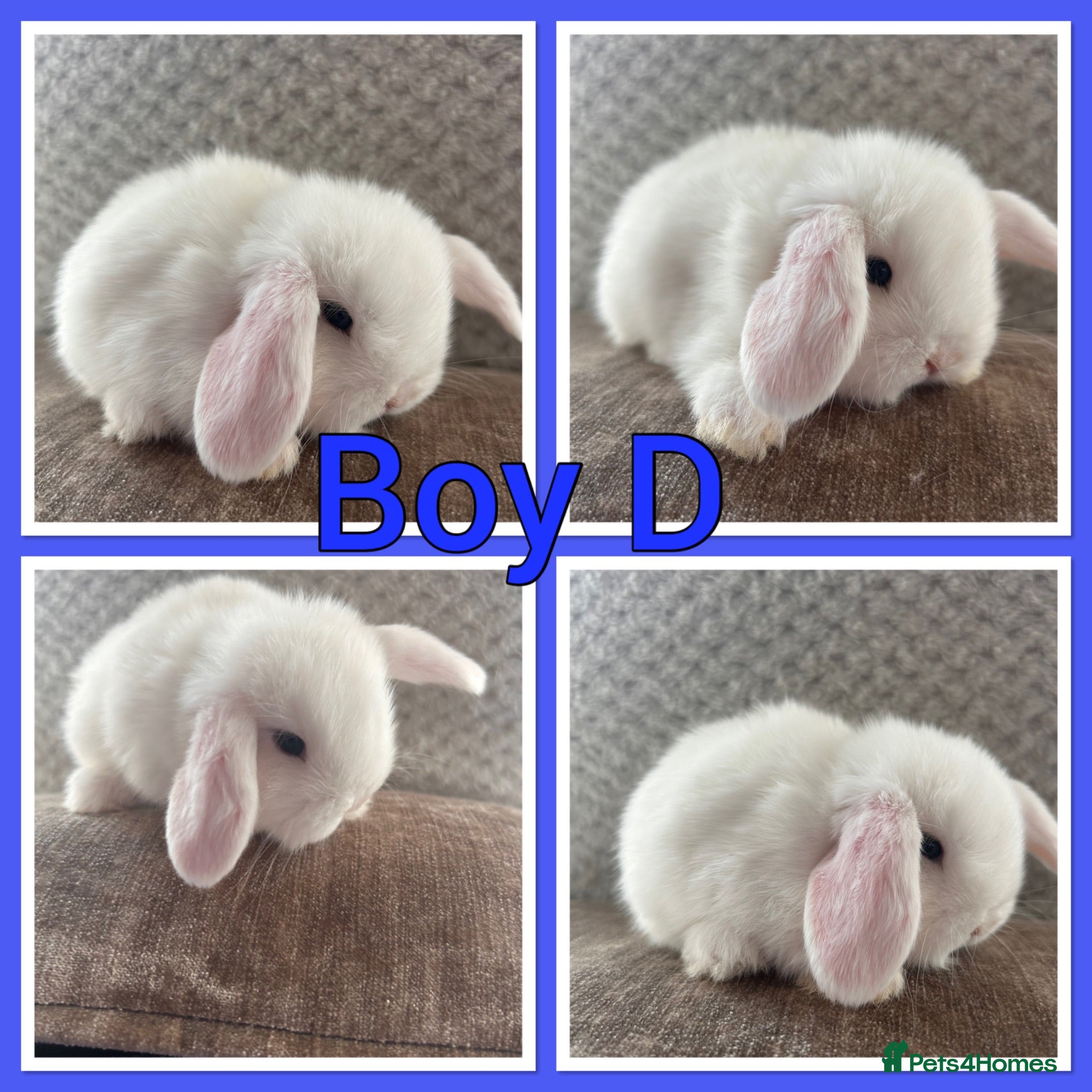 Mini Lop rabbits Pure Mini Lop babies  - Advert 2