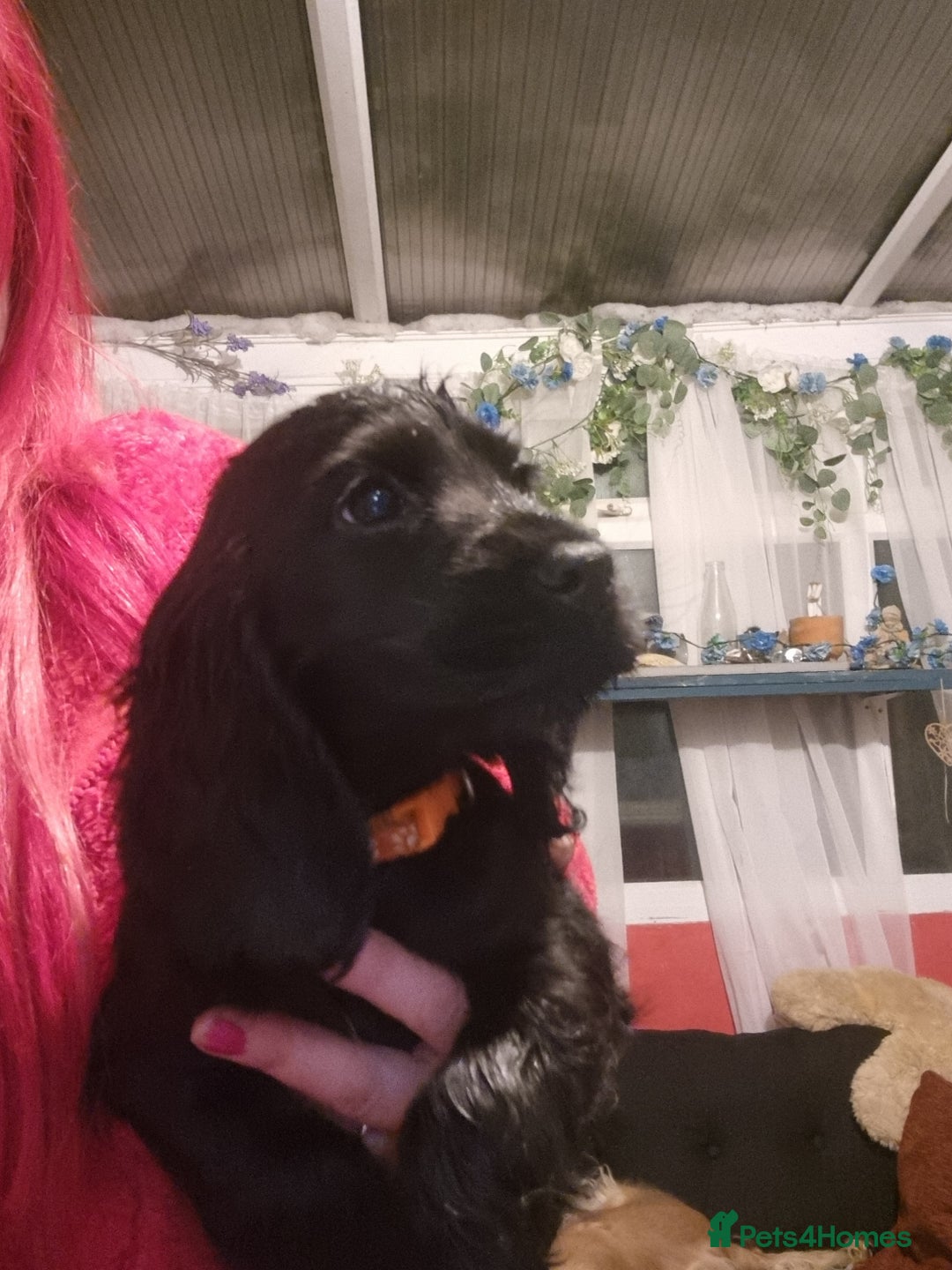 Cocker Spaniel dogs for sale: Cocker spaniel pups - Image 4