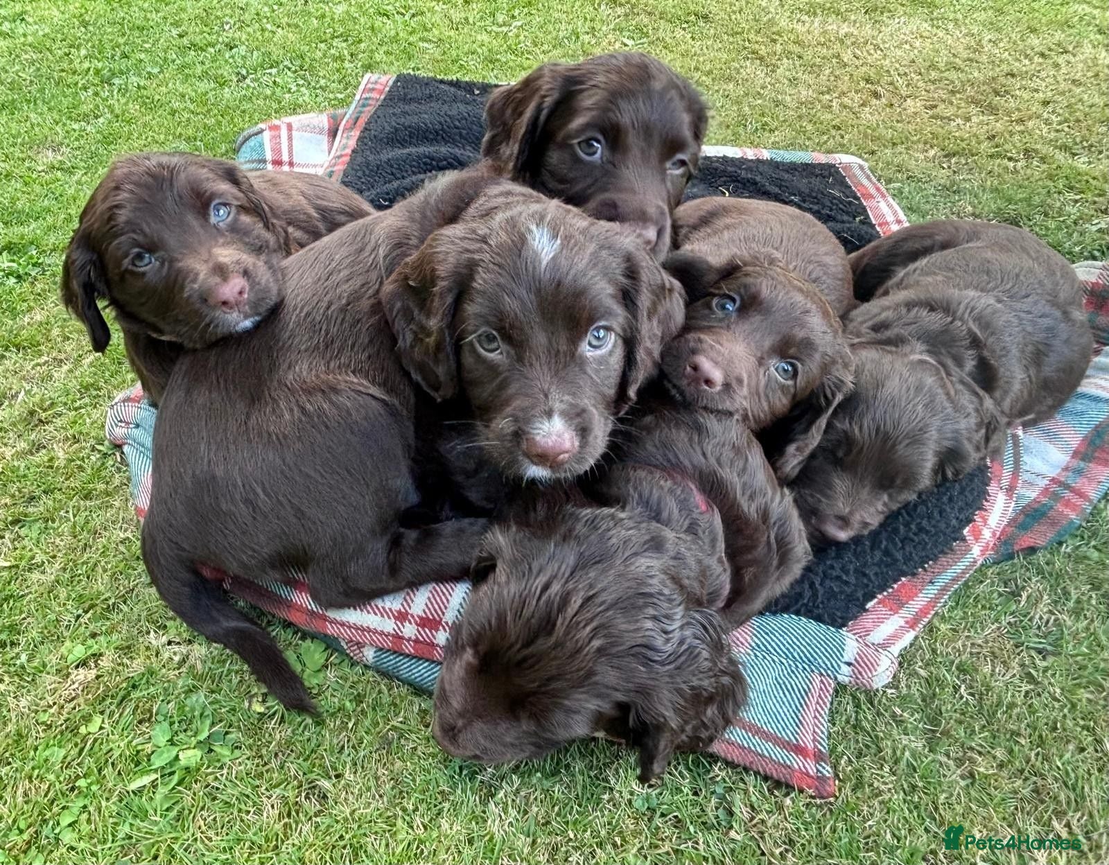Sprocker dogs Sprocker Pups - Advert 1