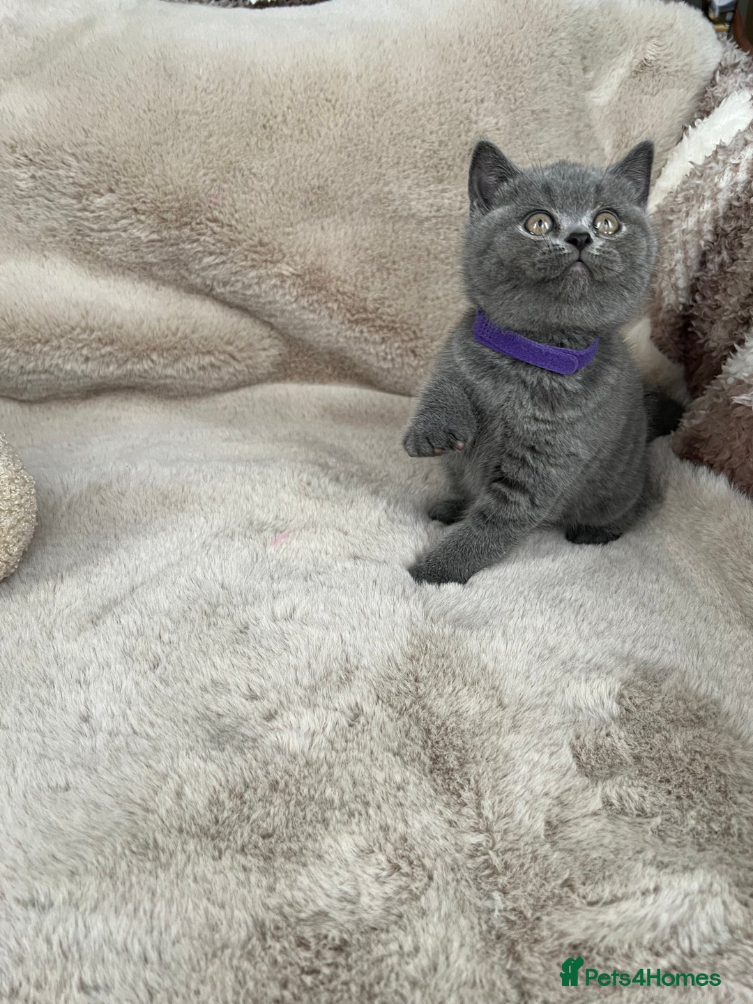 British Shorthair cats for sale: Beautiful British Shorthair  - Advert 7