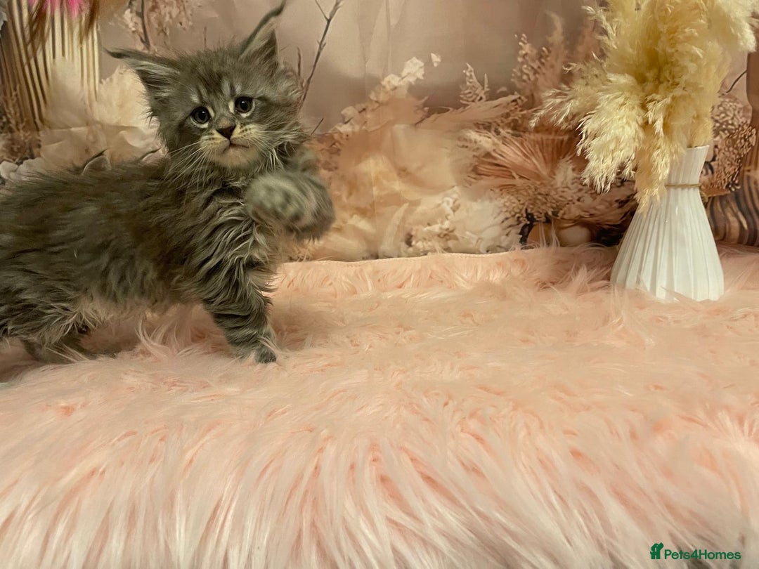 Maine Coon cats for sale: Maine Coon polydactyl (left two girls) - Advert 8