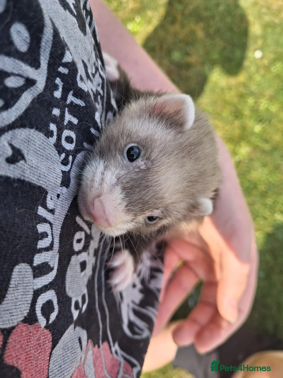 Ferret rodents for sale: Ferrets for sale - Advert 9