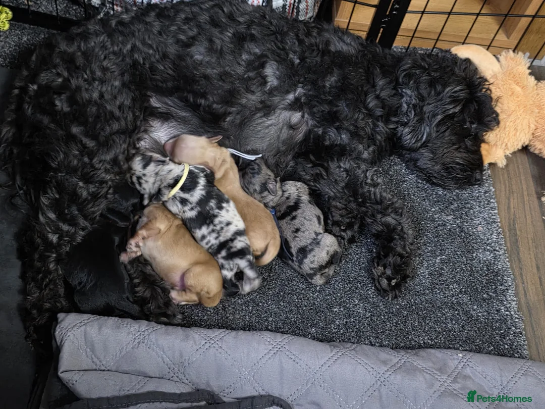 Cockapoo dogs for sale: Adorable Merle & Tuxedo Cockapoo Puppies in Halifax - Advert 1
