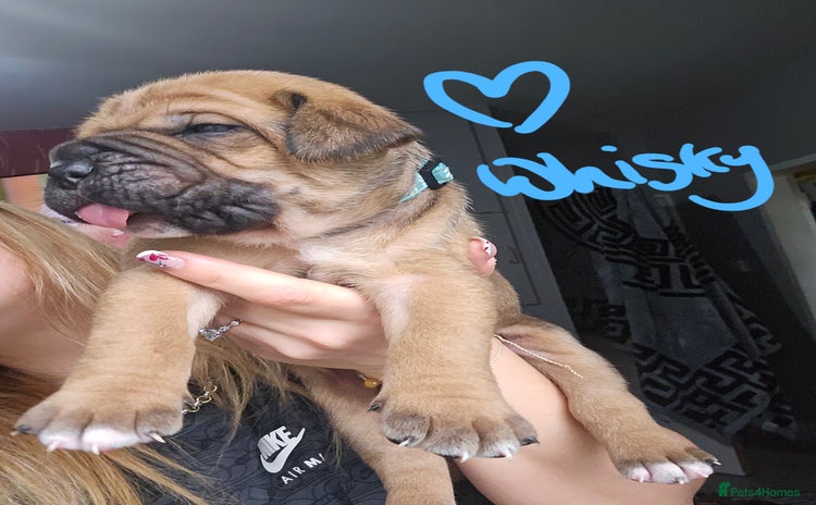 Cane Corso dogs - Advert 12