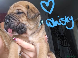 Cane Corso dogs - Advert 21