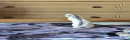 Rat rodents for sale: Rats  - Advert 1
