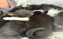 British Shorthair cats for sale: 4 adorable kittens ready for their new home!! - Image 1