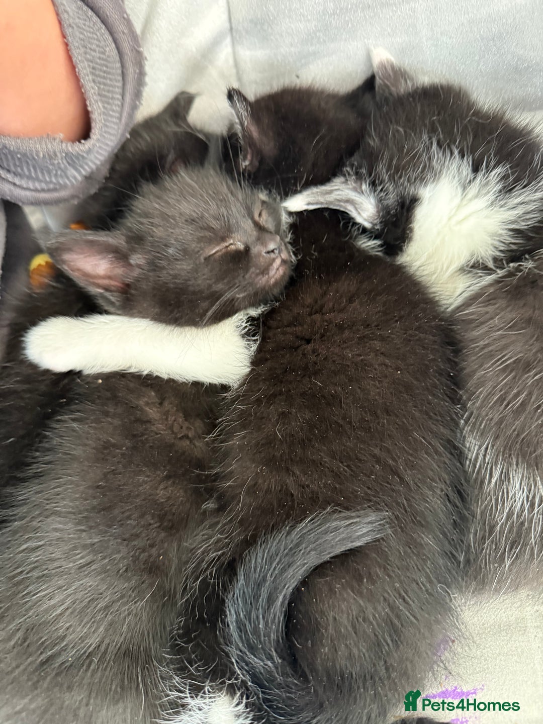 British Shorthair cats for sale: 4 adorable kittens ready for their new home!! - Image 1