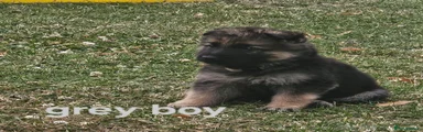 German Shepherd 6 grey 