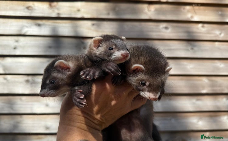 Ferret rodents in Leighton Buzzard - Advert 16