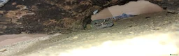 Gecko reptiles for sale: Beautiful Leopard geckos 3 available  in Sutton - Advert 5
