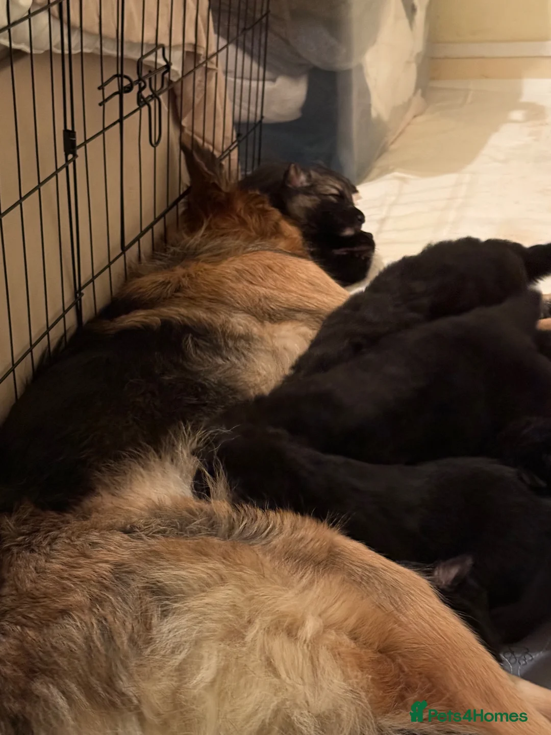 German Shepherd dogs for sale: German shepherd pups  - Advert 2