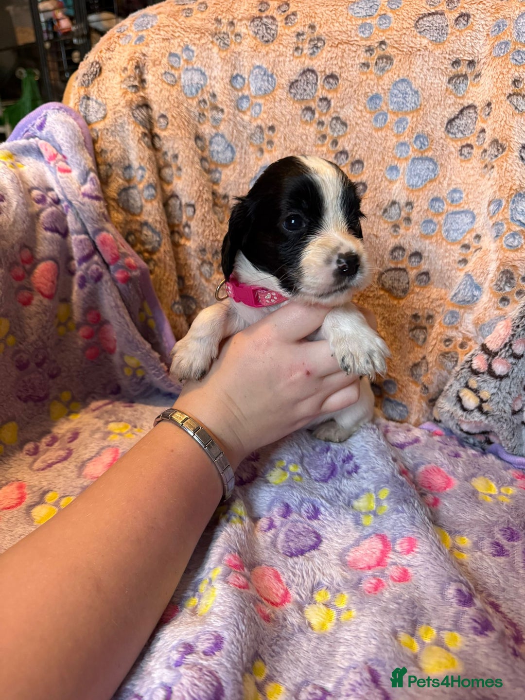 Cocker Spaniel dogs for sale: COCKER SPANIEL LITTER OF 9 IN SCARBOROUGH  - Image 23