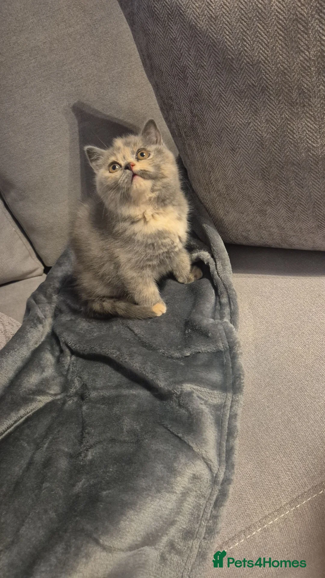 British Shorthair cats for sale: British short hair for sale  in Sheffield - Advert 1