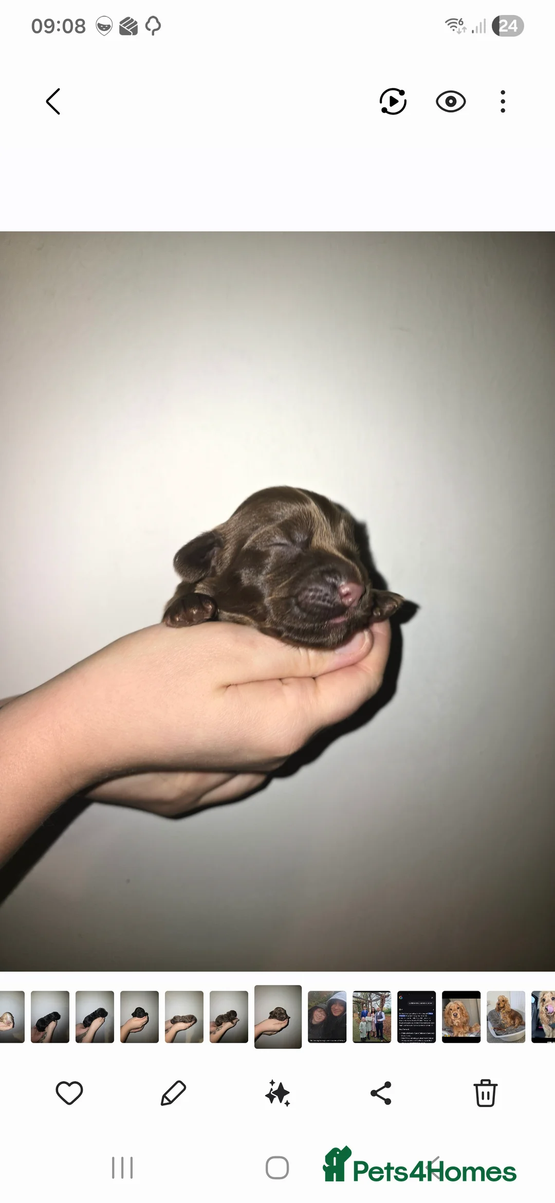 Cocker Spaniel dogs for sale: Cocker spainel puppies - Advert 15