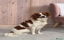 Cavapoo dogs for sale: Gorgeous Puppies ✨🐶 5 in litter Cavapo f1b dog   - Image 16