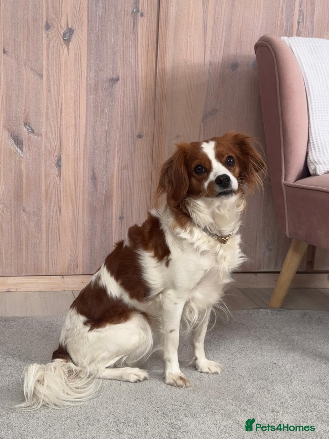 Cavapoo dogs for sale: Gorgeous Puppies ✨🐶 5 in litter Cavapo f1b dog   - Image 16