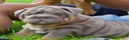 English Bulldog dogs for sale: EPIC BULLYZ PUPS in Halesowen - Advert 6