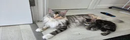Maine Coon cats for sale: Maine coon  🌼🌼🌼READY NOW🌼🌼🌼 reduced ONO. - Advert 6